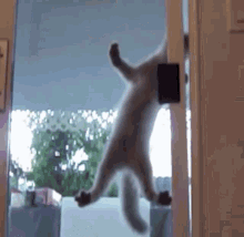 Cat Door Cat Climb GIF - Cat Door Cat Climb Climbing GIFs