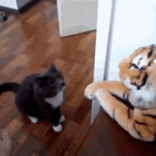 Cat Fighting GIF - Cat Fighting Tiger GIFs