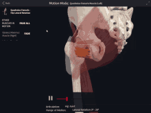 Quadratus Femoris Hip GIF - Quadratus Femoris Hip Lateral Rotation GIFs