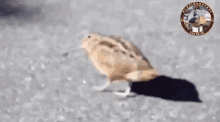 Elazığ Kuş GIF - Elazığ Kuş Elazığlı GIFs