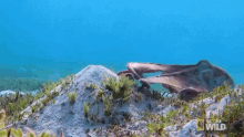 swim octopus