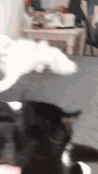 Cat Fight Cat Fun GIF - Cat Fight Cat Fun Cat - Discover & Share GIFs