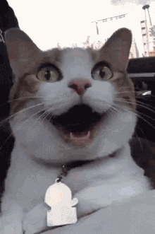 Woah Thrilled GIF - Woah Thrilled Cat GIFs