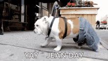 Jean Shorts Jorts GIF - Jean Shorts Jorts Bulldog GIFs