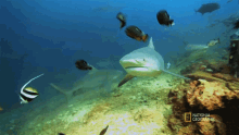 Hungry When Sharks Attack GIF - Hungry When Sharks Attack Nat Geo GIFs