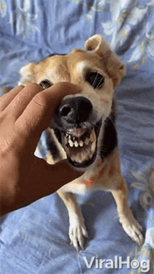 Showing Teeth Viralhog GIF - Showing Teeth Viralhog Angry Dog GIFs