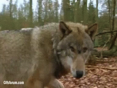 wolf-hi.gif