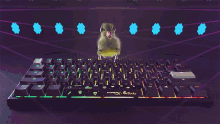 Hyperx Ducky GIF - Hyperx Ducky Ducky Keyboard GIFs