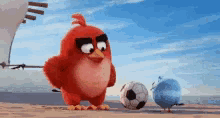 angry bird kick soccer ball
