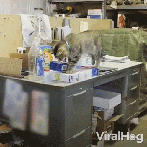 cat pushing something off desk viralhog