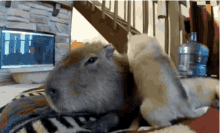 Capybara Neats GIF - Capybara Neats GIFs