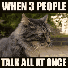 Cat Talk GIF - Cat Talk All At Once GIFs