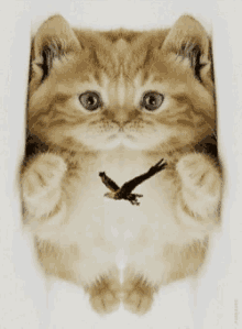 Fluffy Cat Kitten GIF - Fluffy Cat Kitten Eagle GIFs