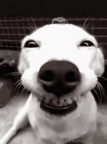 dog puppy smile funny happy
