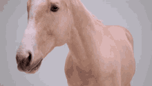 Horse GIF - Horse GIFs