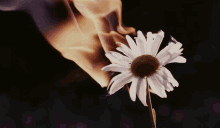 Flower Burning Daisy GIF - Flower Burning Daisy Pretty Flower GIFs