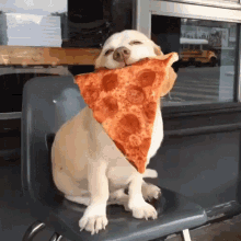 dog pizza satisfied