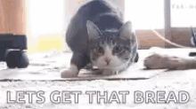 cat dance