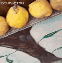 Quince Dompacism GIF - Quince Dompacism Zăvoid GIFs