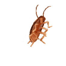 happy cockroach