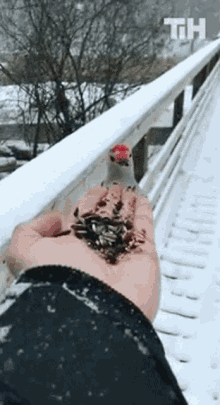 Bird This Is Happening GIF - Bird This Is Happening Feed GIFs