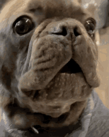 Frenchie Bulldog GIF - Frenchie Bulldog Gruff GIFs