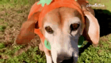 Dog The Pet Collective GIF - Dog The Pet Collective Costume GIFs