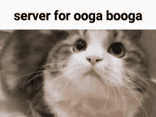 Server For Server For Ooga Booga GIF - Server For Server Server For Ooga Booga GIFs