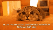 On The Look Out Cat GIF - On The Look Out Cat Hunt GIFs