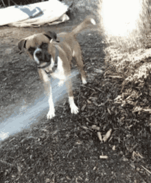 dog playful playing pet water