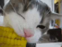 Cat Cat Eating Corn GIF - Cat Cat Eating Corn Corn GIFs