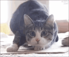 Shaq Twerking GIF - Shaq Twerking Cat GIFs