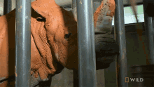 Chew Rhino Gets A Mud Bath Secrets Of The Zoo GIF - Chew Rhino Gets A Mud Bath Secrets Of The Zoo World Rhino Day GIFs