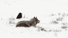 Call Of The Wild GIF - Nat Geo Wolf Raven GIFs