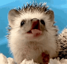 bostezo yawn hedgehog funny animals cute