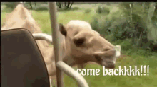 Come Back Illi GIF - Come Back Illi Camel GIFs