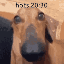 Hots 2030 GIF - Hots 2030 GIFs