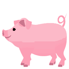 pig meat