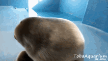 Niko Seal GIF - Niko Seal Baby Seal GIFs