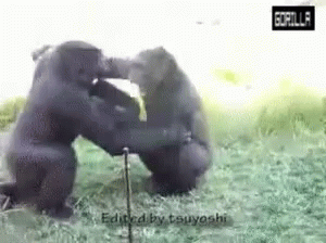 Gorillas Fight GIF.