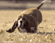 Bassett Hound Dog Running GIF - Bassett Hound Dog Running Vfht GIFs