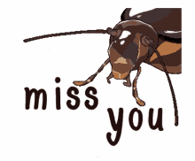 Cockroach Miss You GIF - Cockroach Miss You Imy GIFs