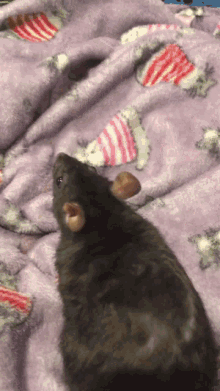 Rato GIF - Rato Rat GIFs