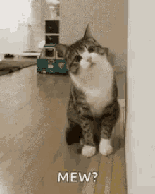 Cat Confused GIF - Cat Confused Curious GIFs