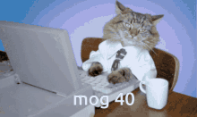 Mog40 Cat Gif GIF - Mog40 Mog 40 GIFs