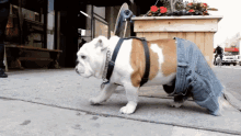 jean shorts jorts bulldog dog in pants jean shorts jorts bulldog dog in pants