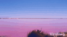 viralhog water
