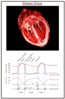 cardiac cycle heart heartbeat