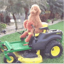 Puppers Lawn GIF - Puppers Lawn Cute GIFs