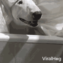 Dog Hiding Viralhog GIF - Dog Hiding Viralhog Dog In A Bathtub GIFs